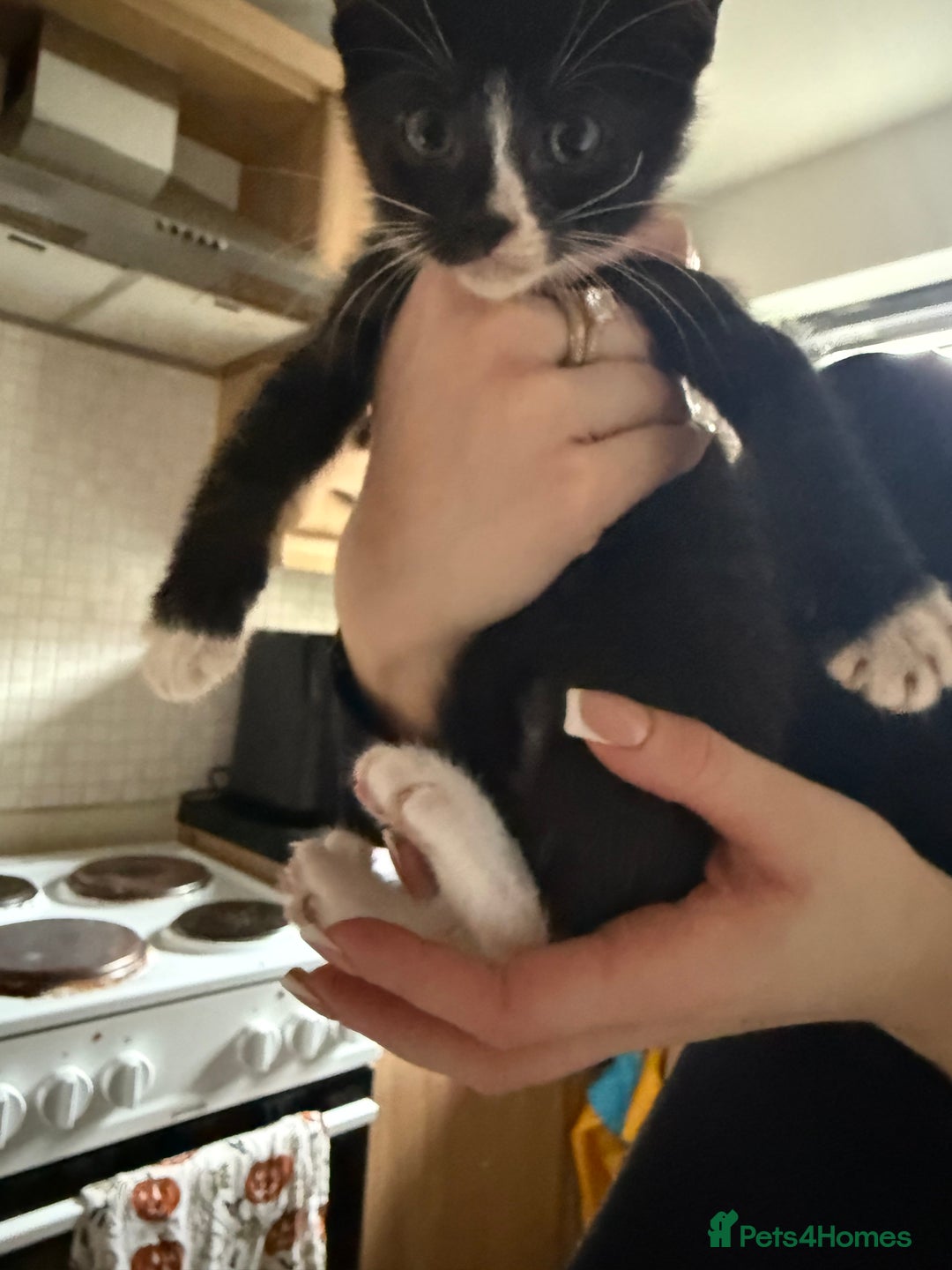 Mixed Breed cats for sale: Mix breed - Image 2