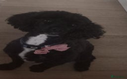 Cockapoo dogs for sale: X2 cockapoos boy and girl (not related) - Image 3