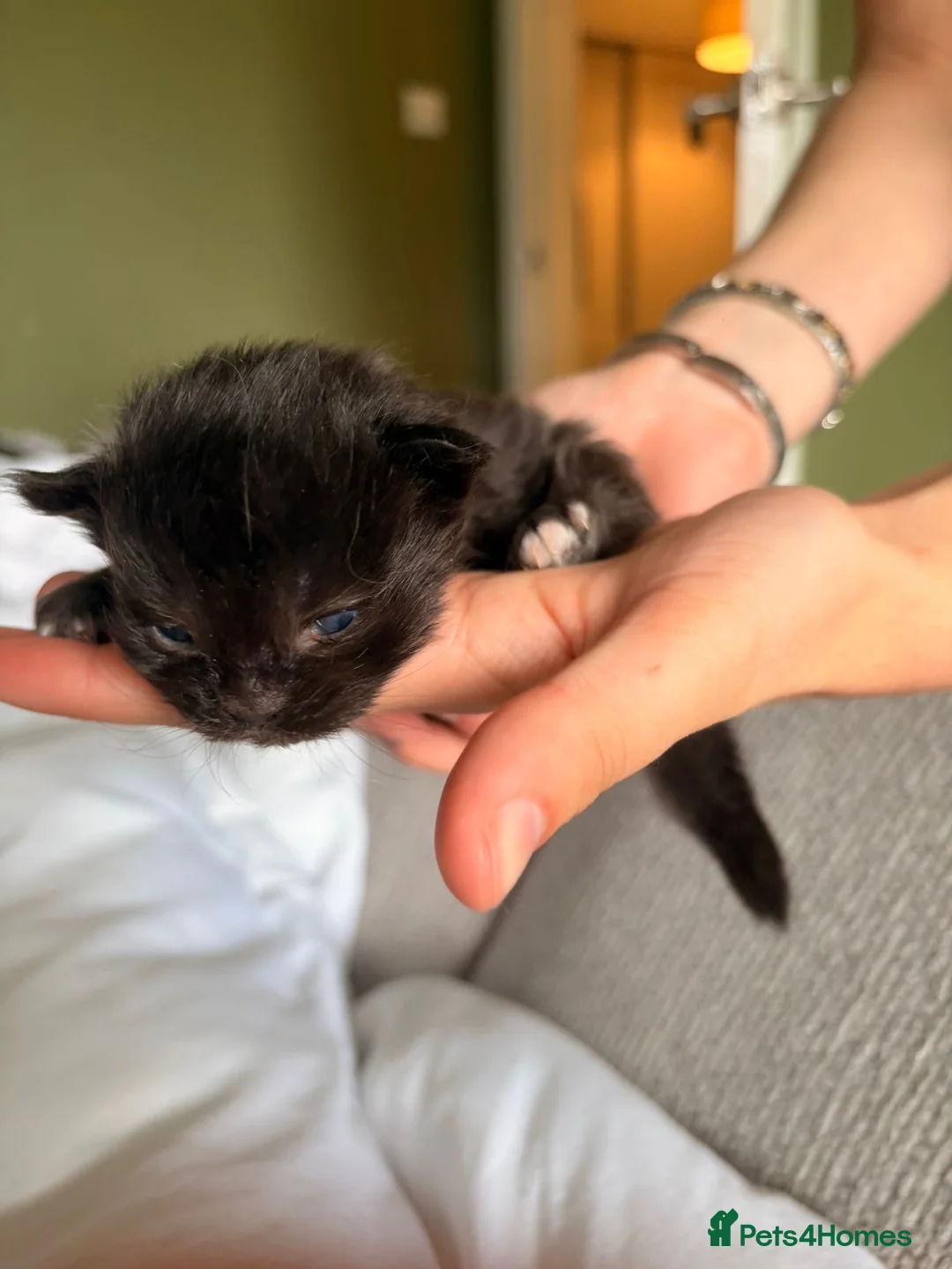 Mixed Breed cats for sale: 🐱7 beautiful kittens for sale! - Advert 22