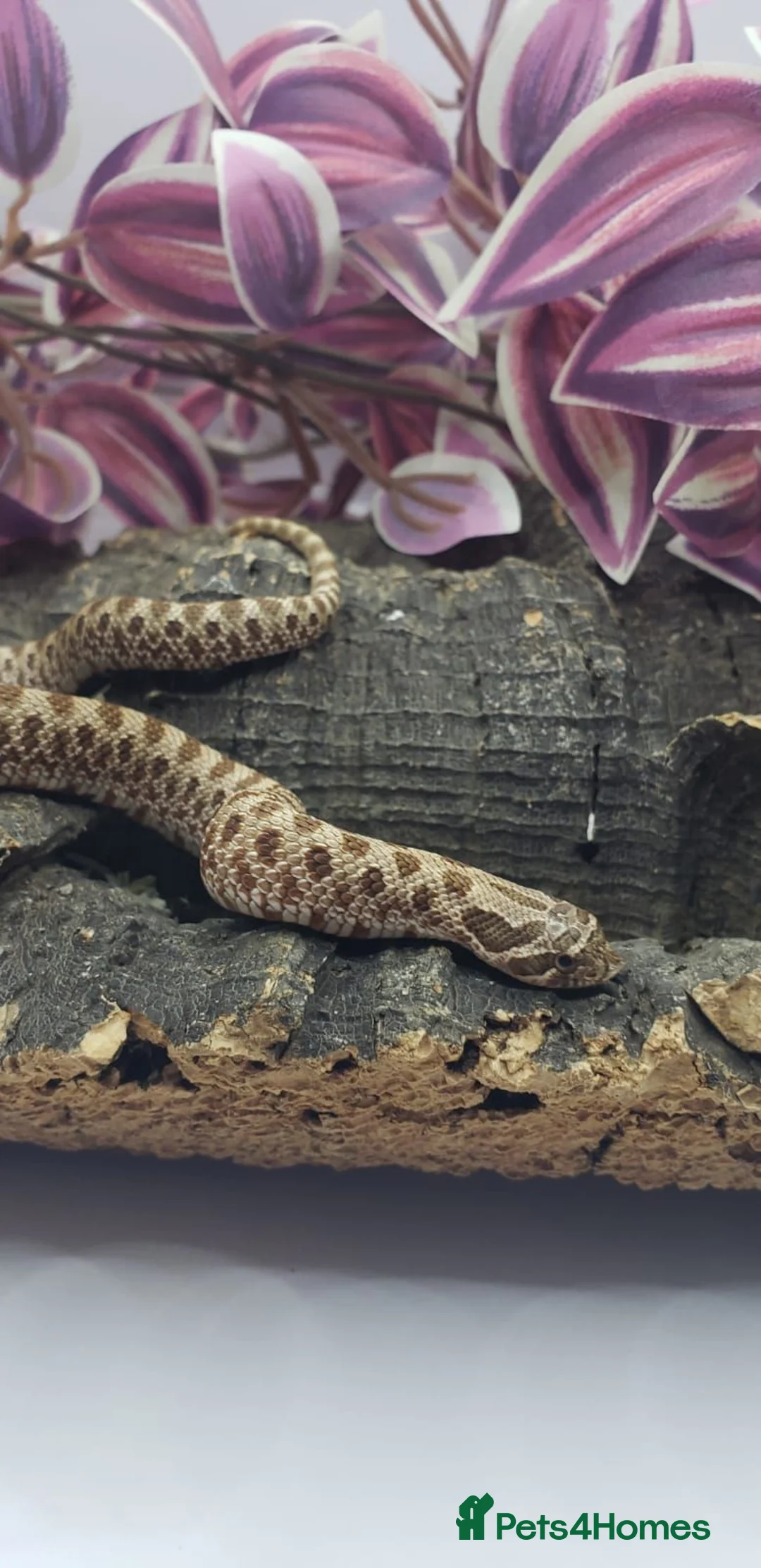 Snake reptiles for sale: Western Hognose Babies CB 26 Mixed £80ea - Advert 2
