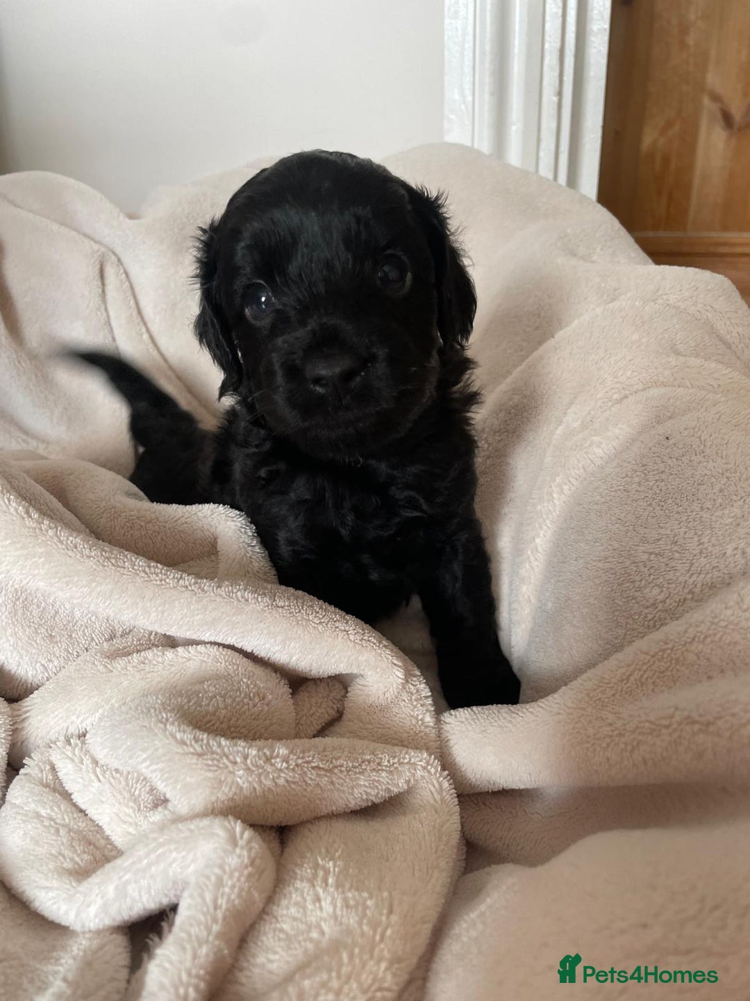 Cavapoo dogs for sale: Toy Cavapoo F1b puppy's for sale - Image 7