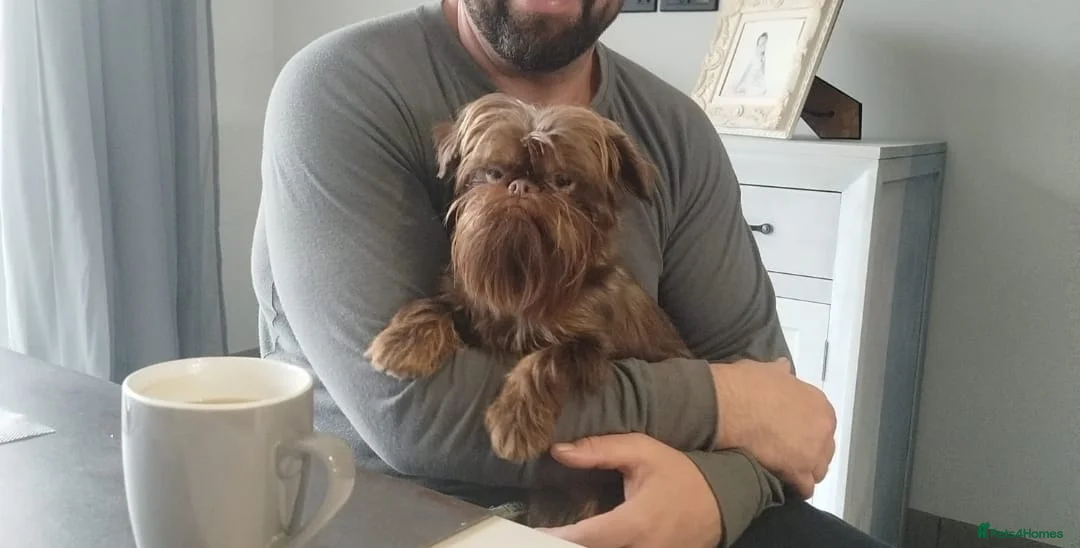 Griffon Bruxellois dogs for sale: Adorable chocolate boy - Advert 11