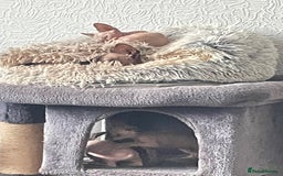 Sphynx cats for sale: Sphynx kittens  - Image 6