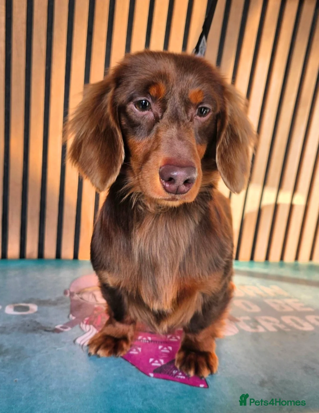 Miniature Dachshund dogs for stud: **RogueRoyales Stud Cartier** PRA Clear  - Advert 7