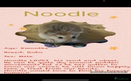 Hamster rodents for sale: Hamsters for adoption  - Image 6