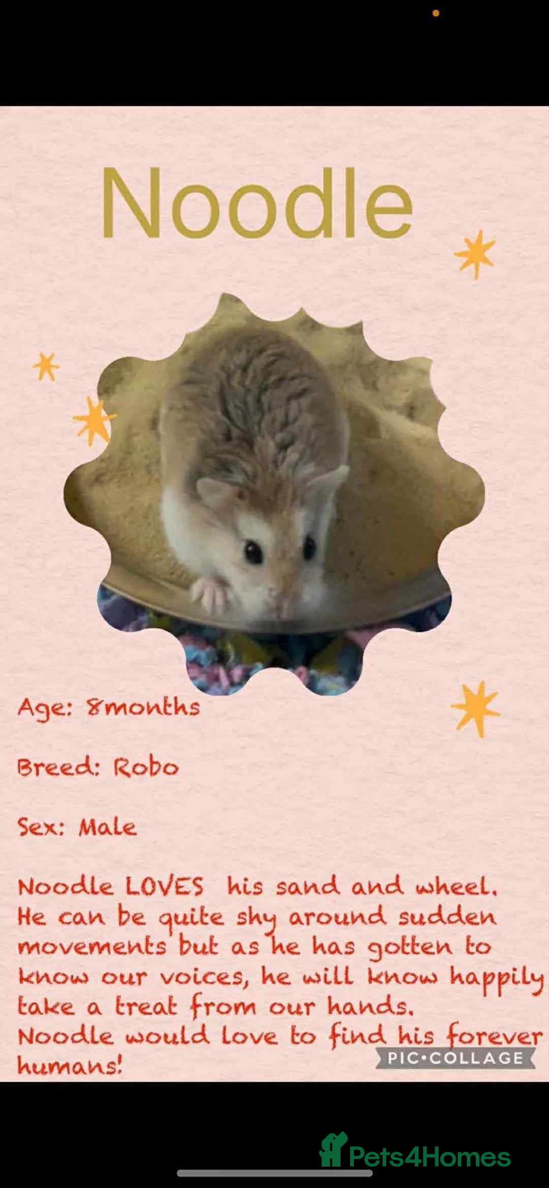 Hamster rodents for sale: Hamsters for adoption  - Image 6