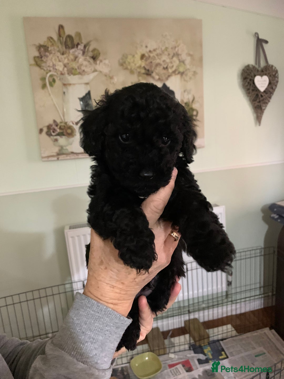 Schnoodle dogs for sale: Miniture schnoodle puppies!! - Advert 2