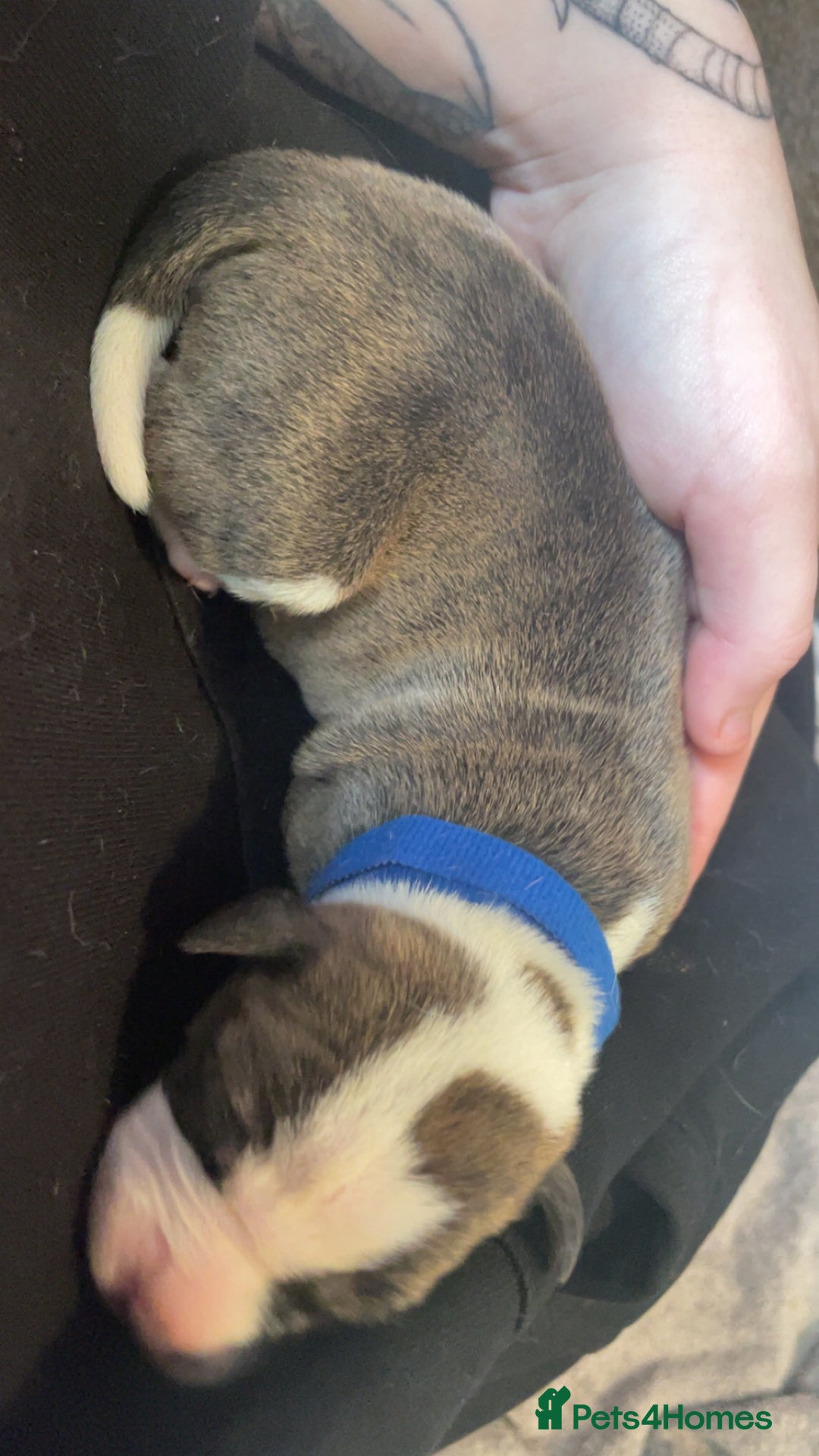 Mixed Breed dogs for sale: American Bulldog x Staffordshire Terrier puppies - Advert 18