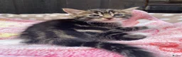 Mixed Breed cats for sale: Kittens for sale  - Advert 10