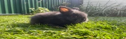 Lionhead rabbits for sale: Mini double maned lionheads and mini lops  - Advert 19