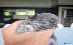 Chihuahua dogs for sale: Beautiful fluffy long haired chihuahuas - Image 19
