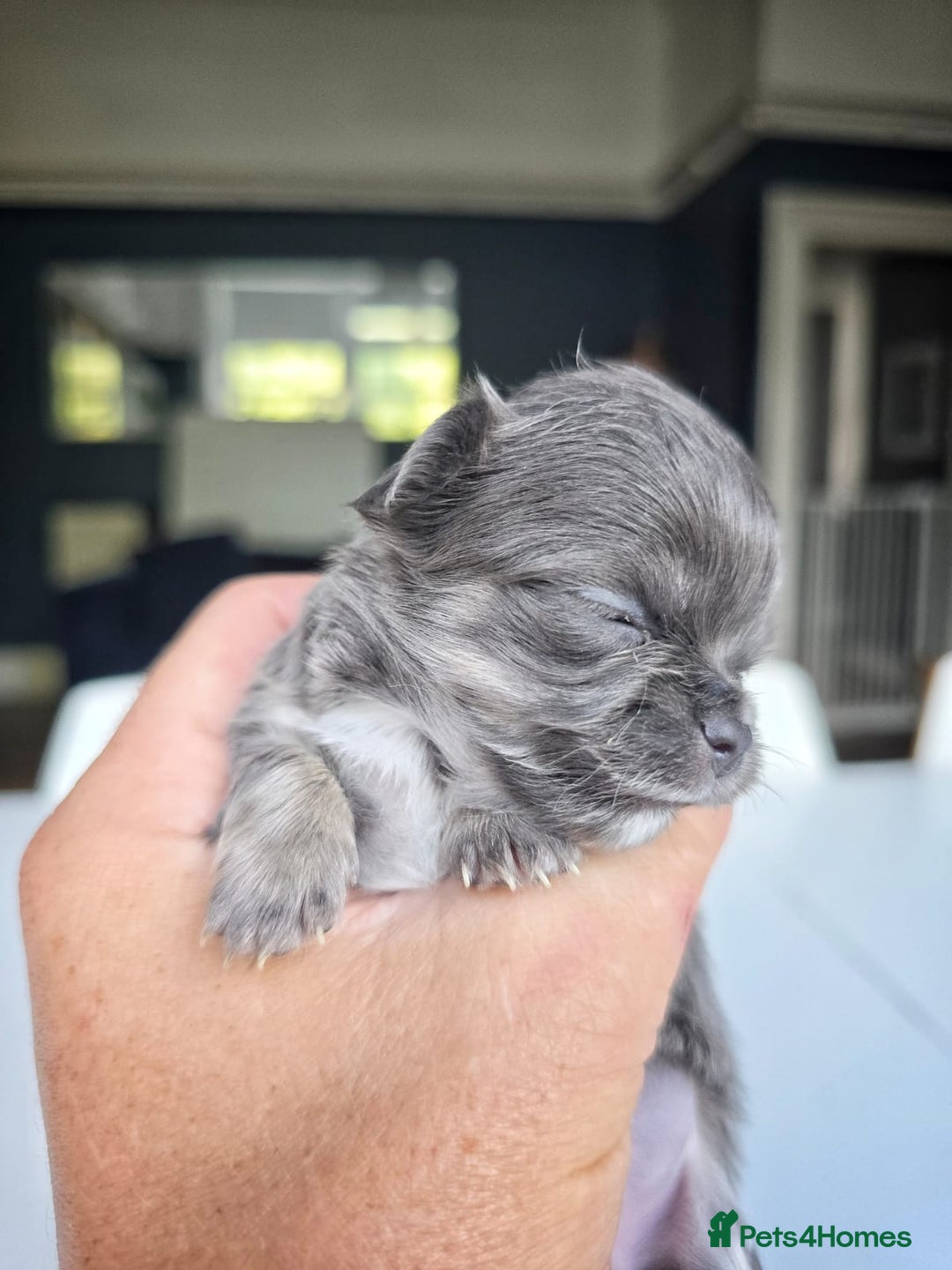Chihuahua dogs for sale: Beautiful fluffy long haired chihuahuas - Image 19