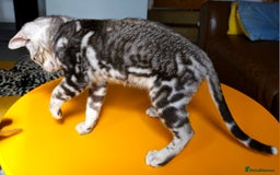Bengal cats for sale: Exceptional Bengal kittens Available  - Image 26