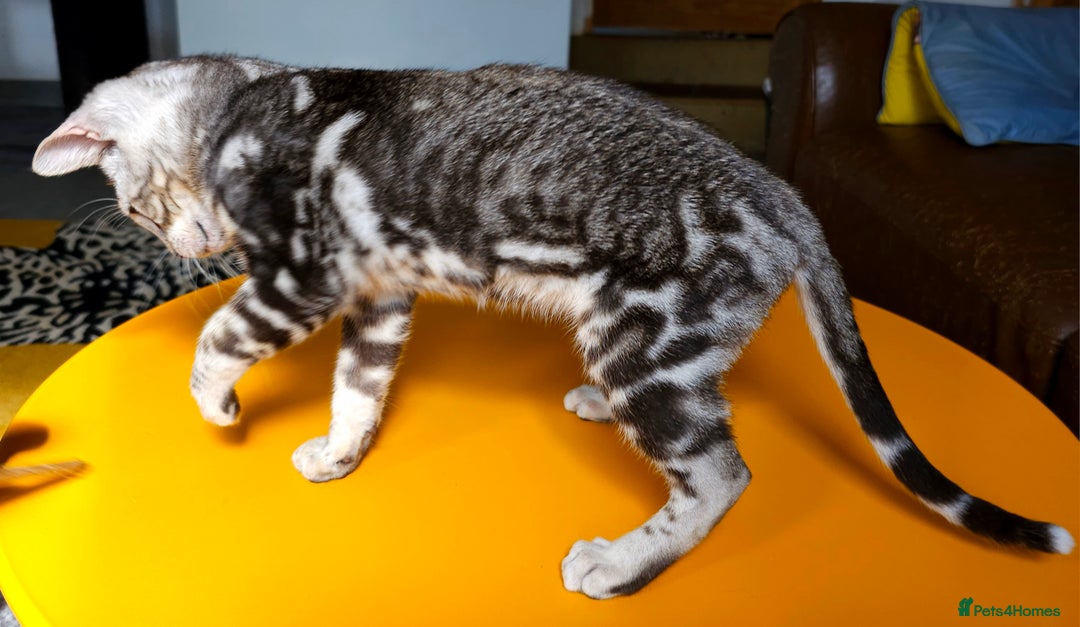 Bengal cats for sale: Exceptional Bengal kittens Available  - Image 26