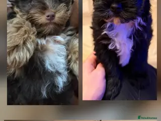 Yorkshire Terrier dogs Inka's 1st litter -Yorkshire terriers - Advert 9