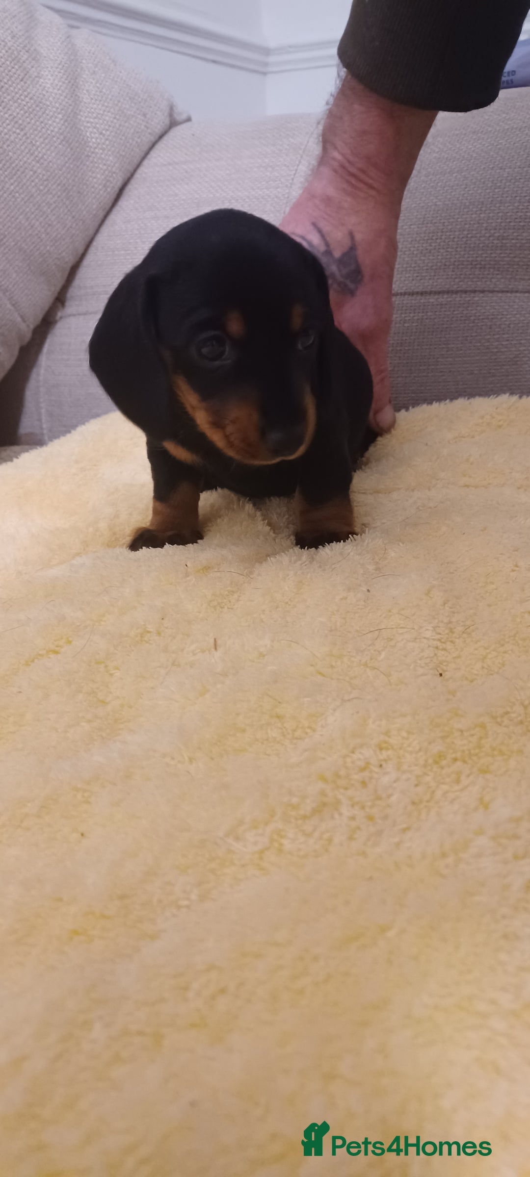 Miniature Dachshund dogs for sale: Miniature daschund  - Advert 2