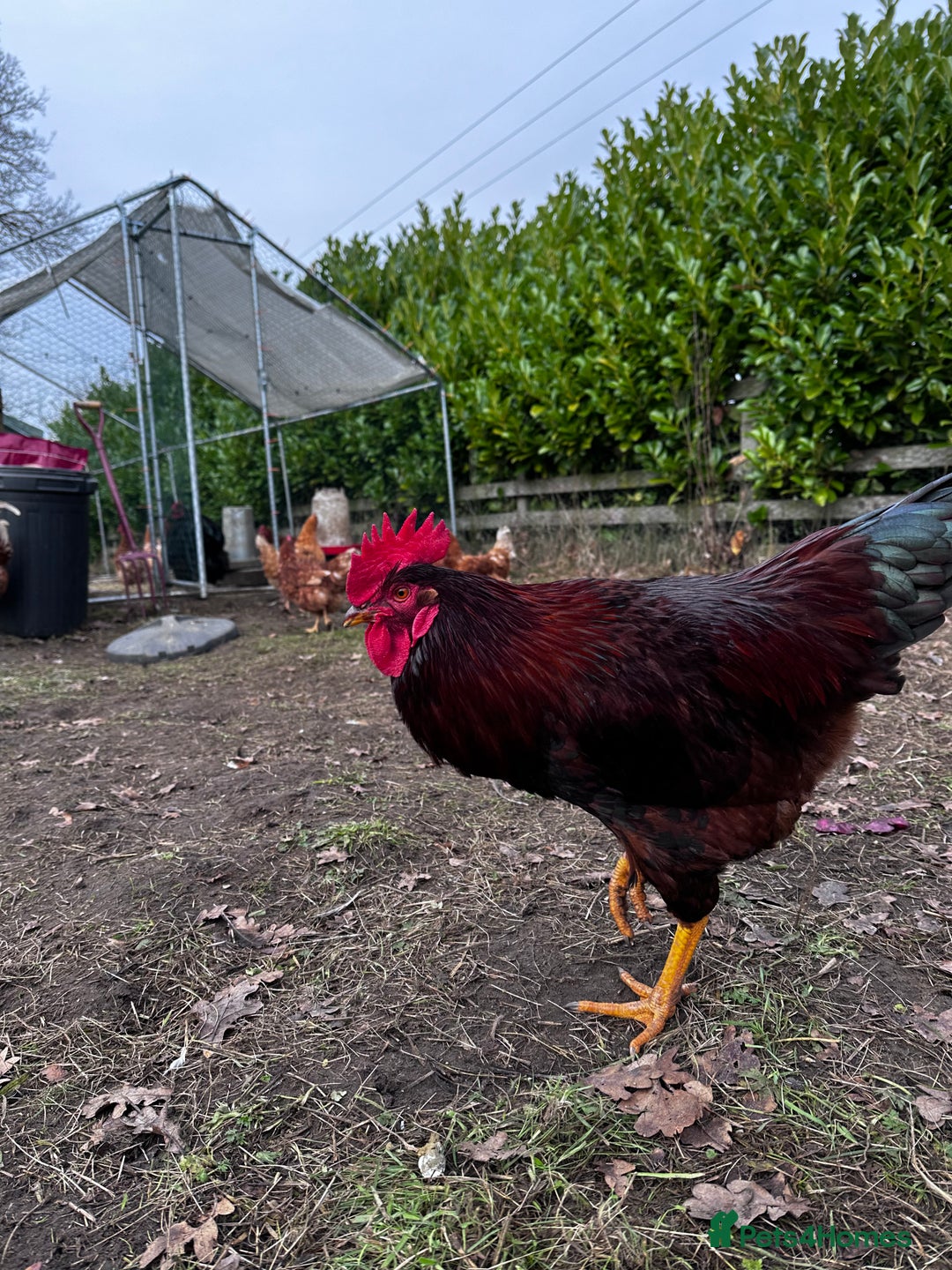 Chickens poultry for sale: Buff Orpington and Rhode Island Red Rooster - Advert 12