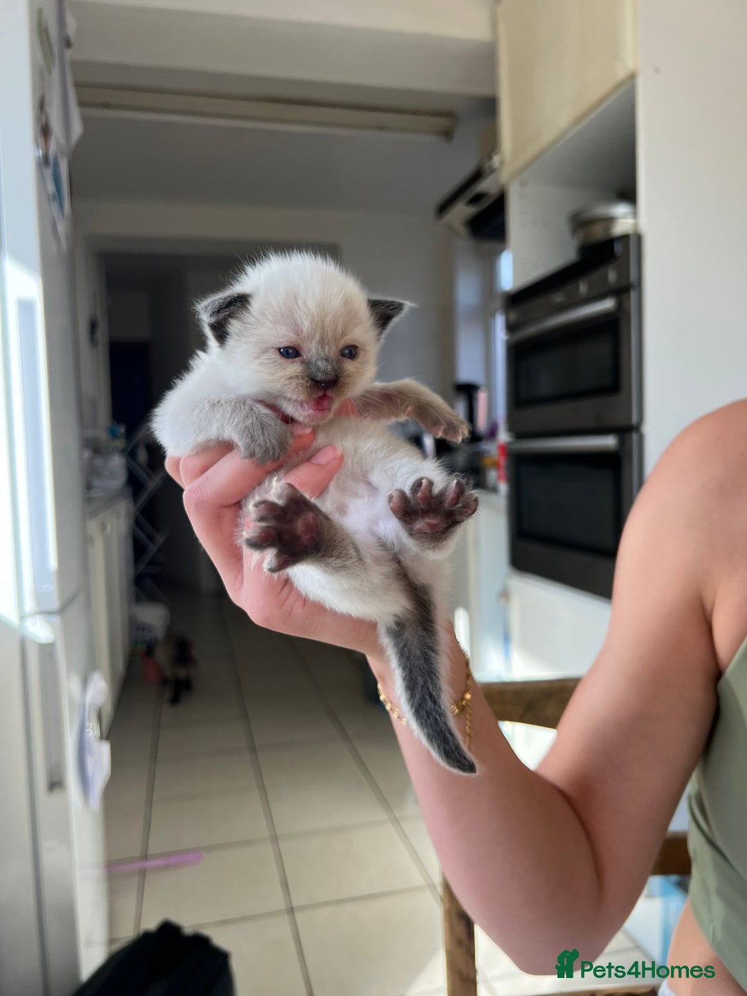 Ragdoll cats for sale: 💖Purebred Beautiful Chocolate Ragdoll Kittens.💖 - Image 9