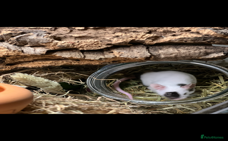 Mouse rodents - Advert 6