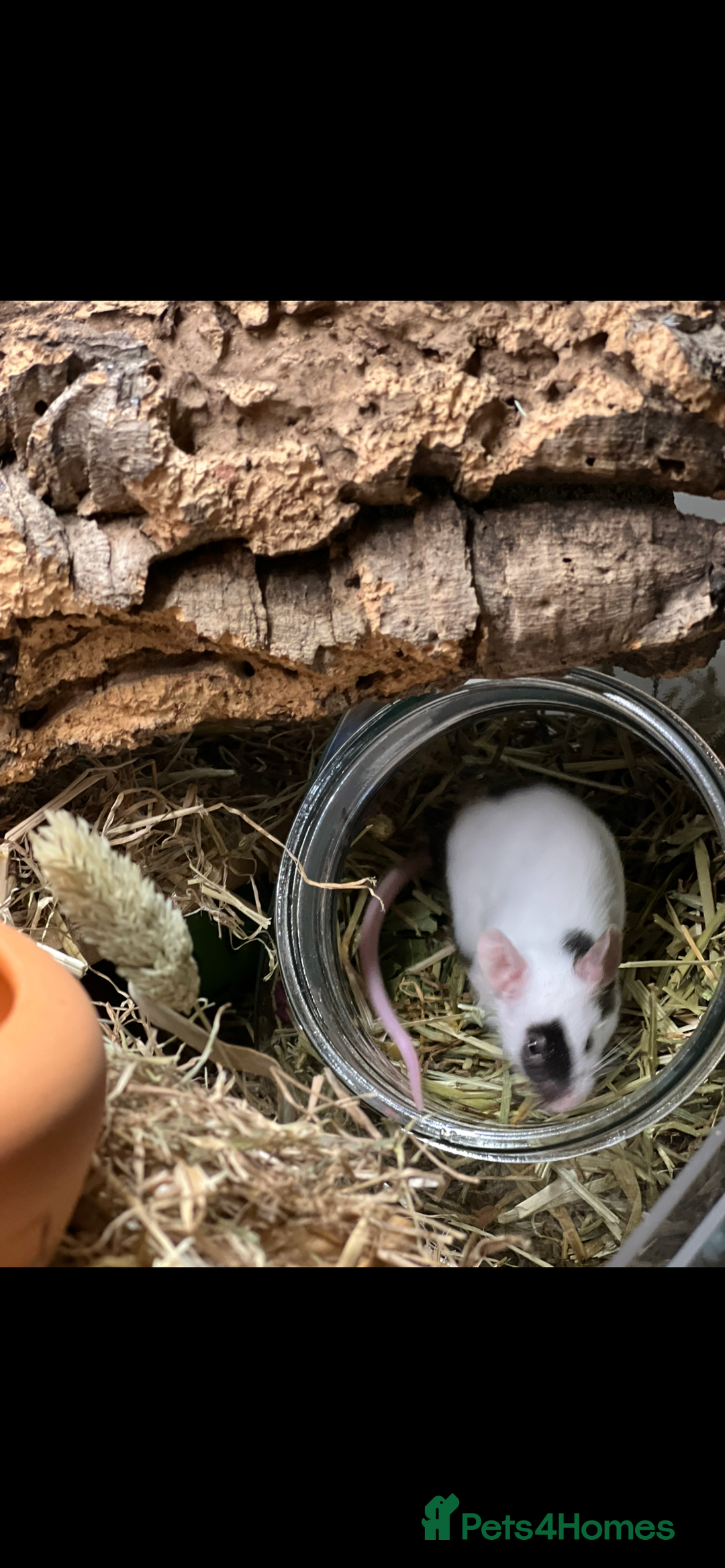Mouse rodents for sale: Single female mouse  - Image 1