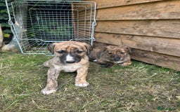 Mixed Breed dogs for sale: Bedlington whippet greyhound  - Image 3