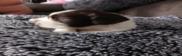Welsh Springer Spaniel dogs for sale: Springer spaniel pups - Advert 2