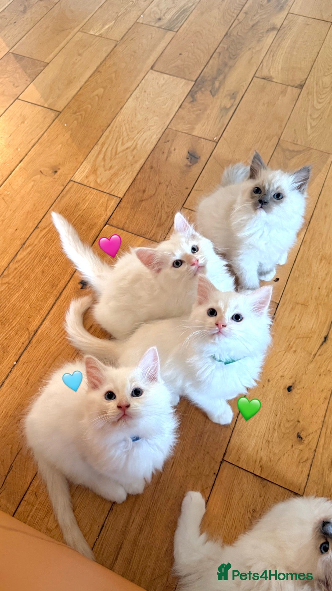 Ragdoll cats Gorgeous Cream-point Purebred Ragdoll boys - Advert 3