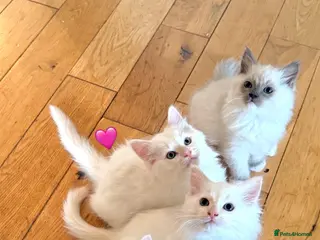 Ragdoll cats Gorgeous Cream-point Purebred Ragdoll boys - Advert 17