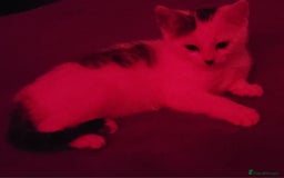 Mixed Breed cats for sale: Gorgeous Harlequin X Tabby Girls in Southport - Image 10