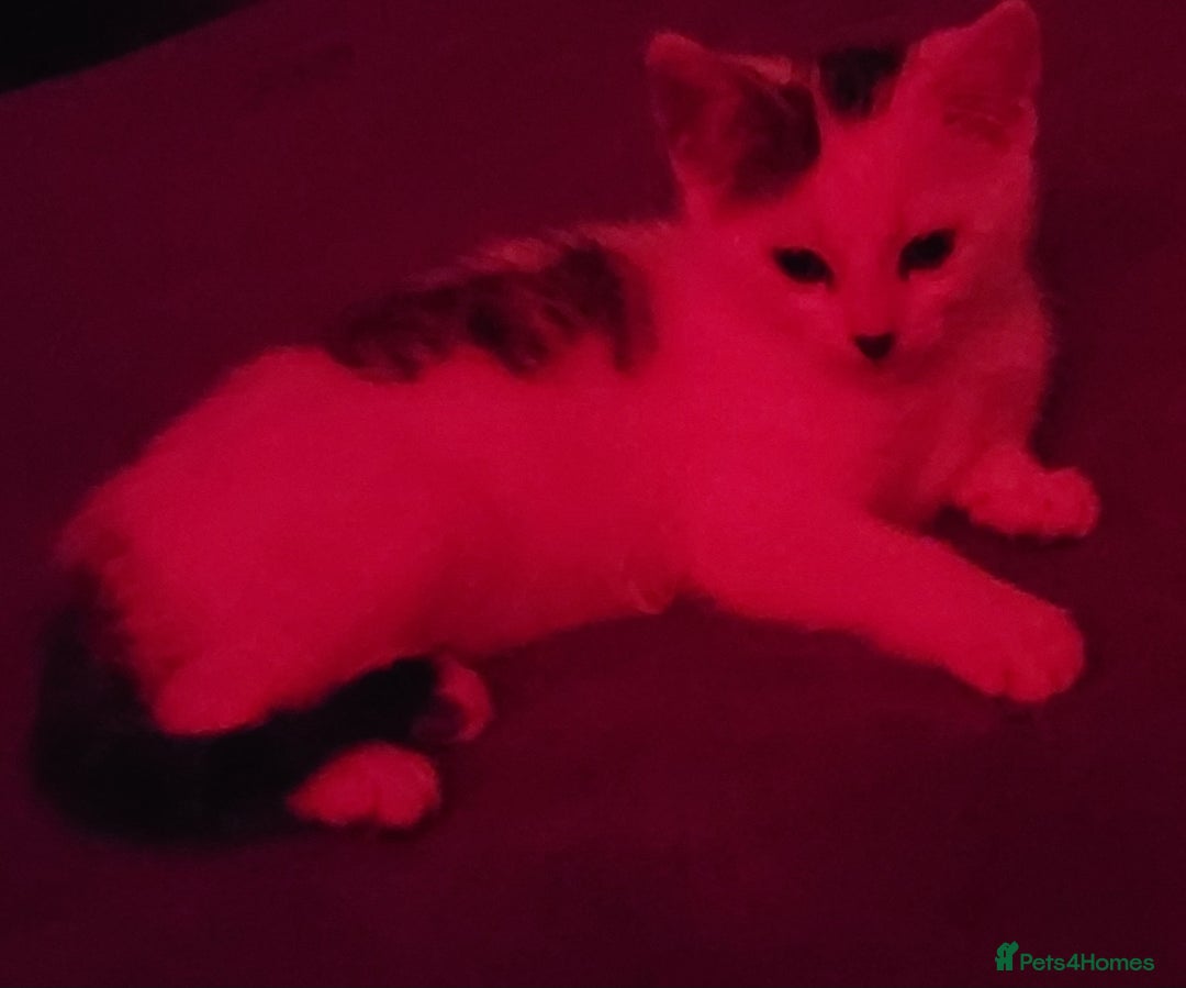 Mixed Breed cats for sale: Gorgeous Harlequin X Tabby Girls in Southport - Image 10