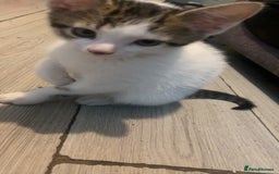 Mixed Breed cats for sale: 4 beautiful kittens for sale  - Image 1