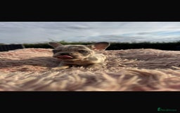 French Bulldog dogs for sale: Beautiful French bulldog puppies  - Image 4