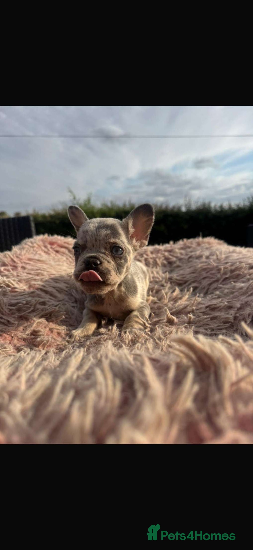 French Bulldog dogs for sale: Beautiful French bulldog puppies  - Image 4
