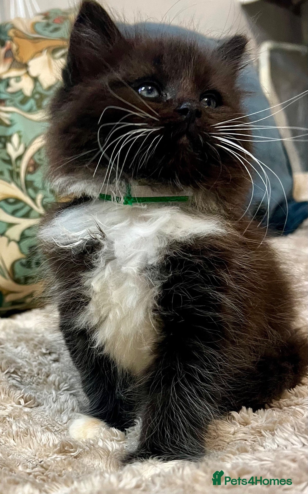 Mixed Breed cats for sale: 5 Fluffy Ragdoll x Kittens 3Boys&2 Girls left🐾 - Advert 1