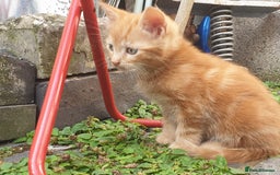 Mixed Breed cats for sale: Adorably beautiful kitten - Image 1