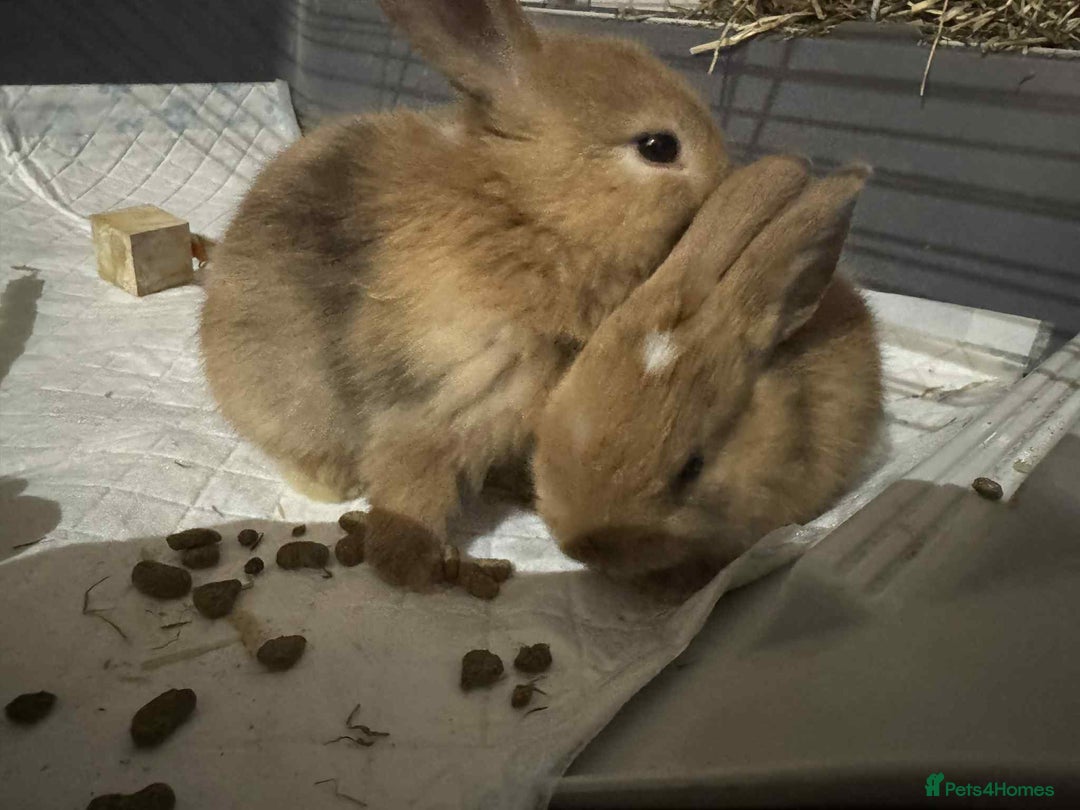Dwarf Lop rabbits for sale: Bunnies for sale  - Image 6