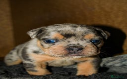 Olde English Bulldogge dogs for sale: Olde English Bulldog puppies - Image 16