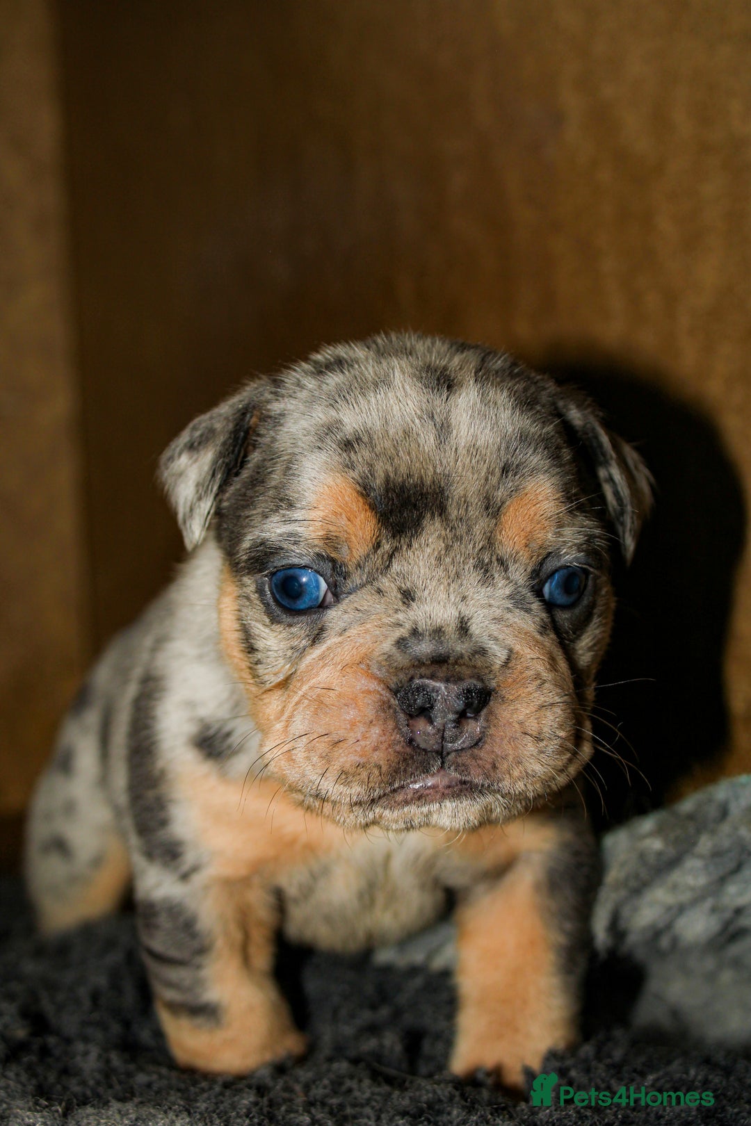 Olde English Bulldogge dogs for sale: Olde English Bulldog puppies - Image 16