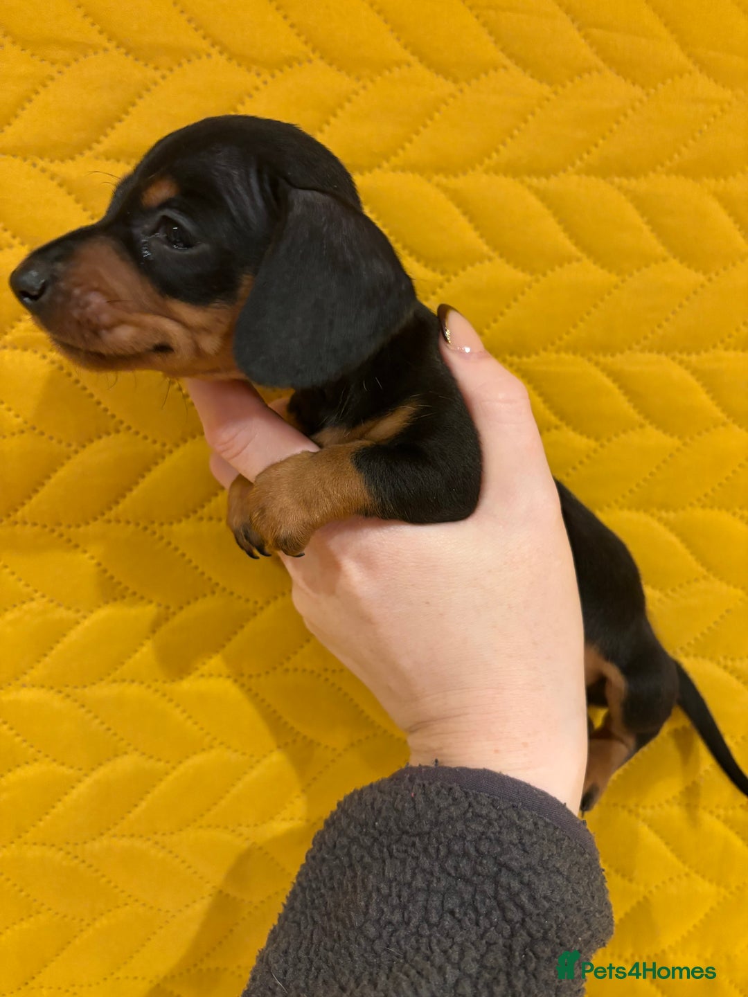 Miniature Dachshund dogs for sale: KC registered Miniature Dachshund Puppies - Advert 4