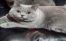 British Shorthair cats for sale: 3 Left Blue BSH Kittens Healthy GCCF Pedigree  - Image 28