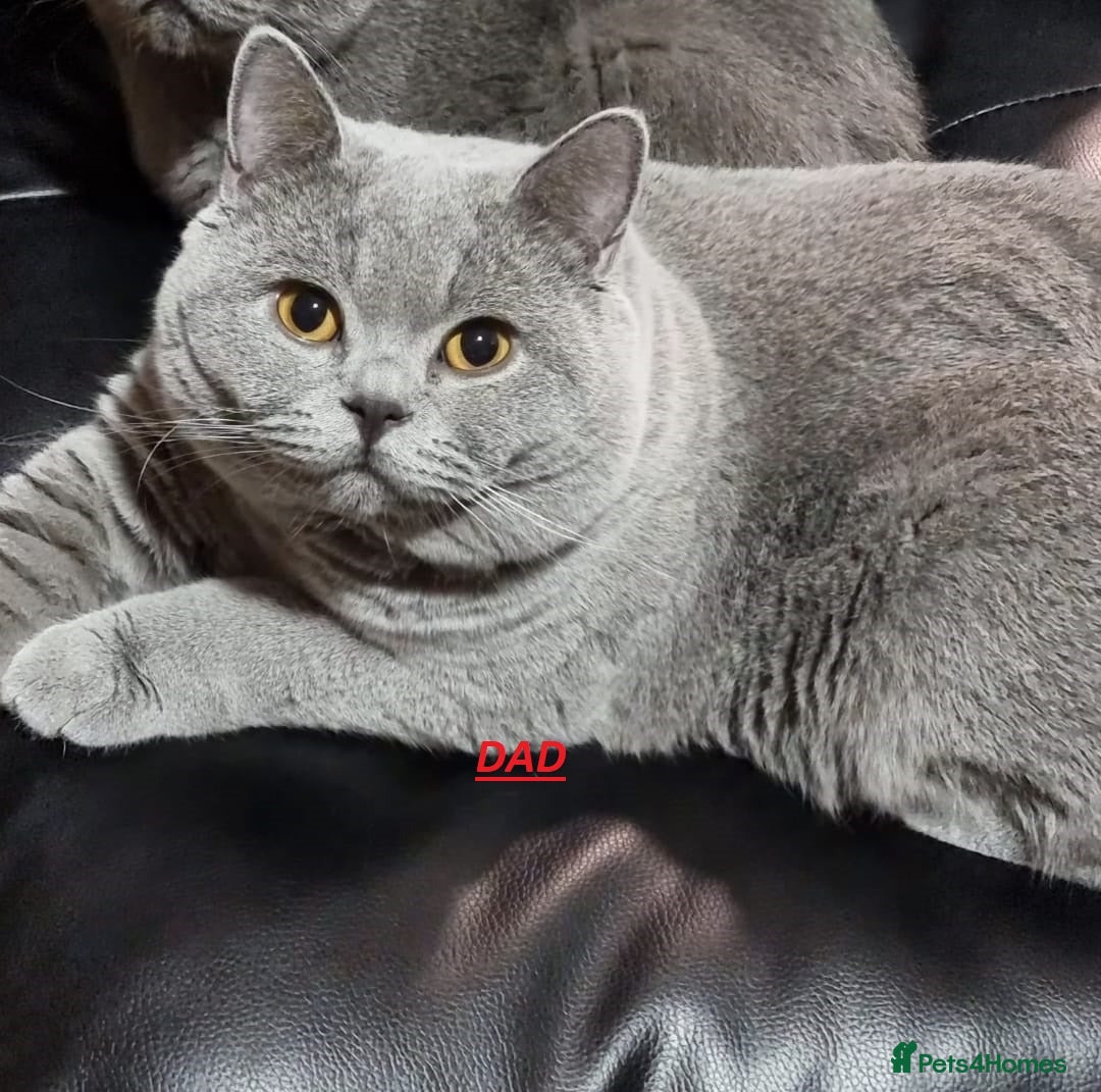 British Shorthair cats for sale: 3 Left Blue BSH Kittens Healthy GCCF Pedigree  - Image 28