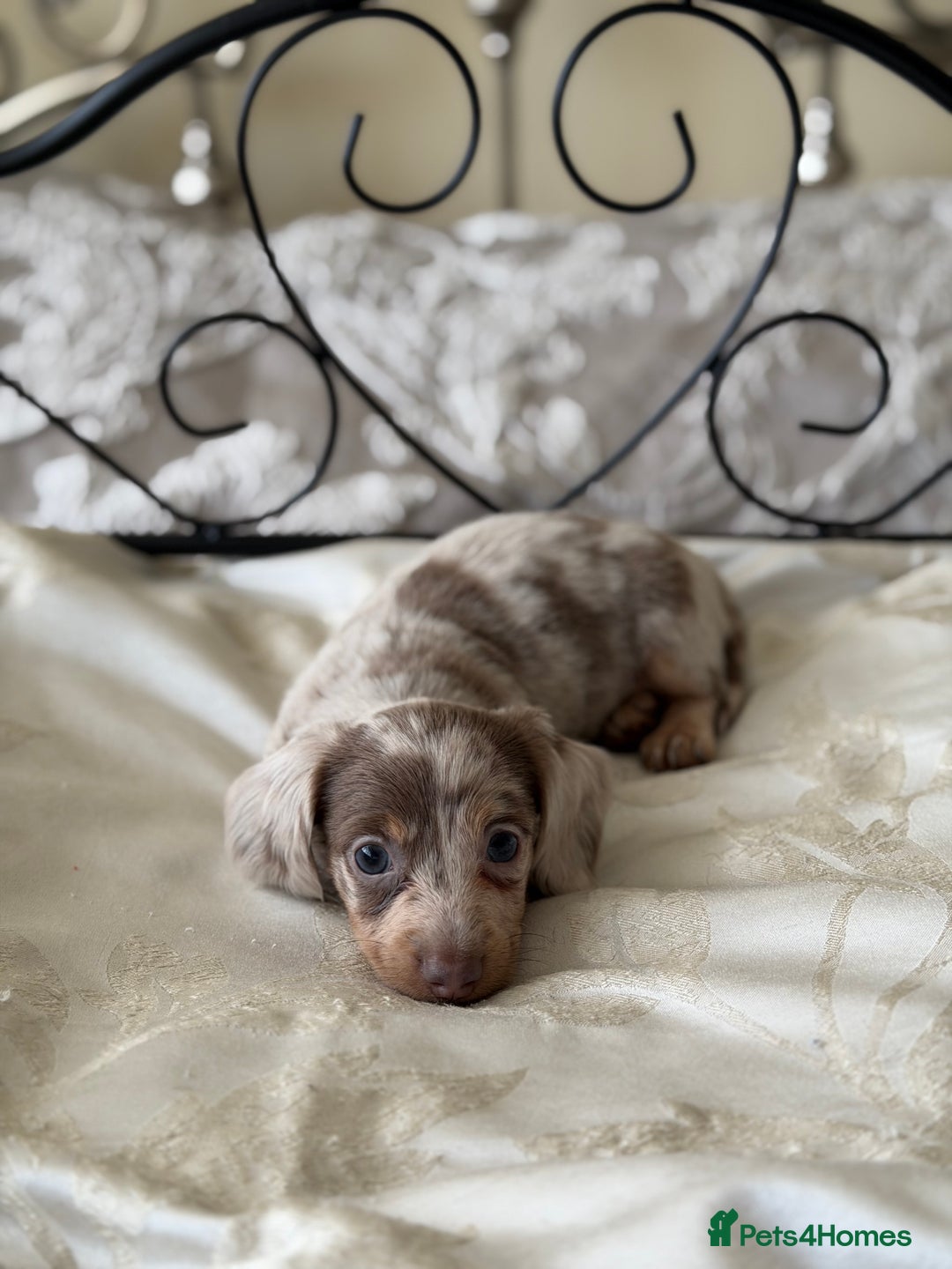 Miniature Dachshund dogs for sale: Miniature dachshund puppies - Advert 12