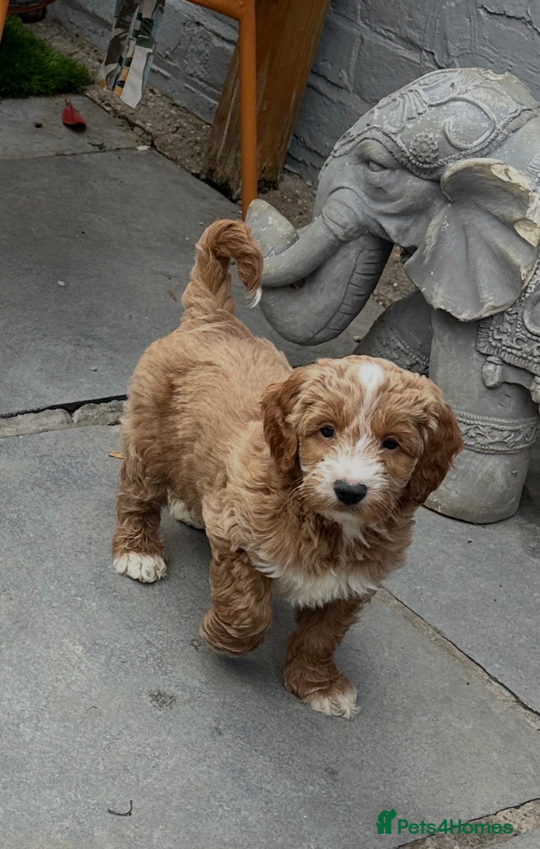 Australian Labradoodle dogs Pure Australian labradoddle ready this Friday 🏡 - Advert 2