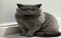 British Shorthair cats for sale: 5yo Elegant British Shorthair seeking Patient Home - Image 1
