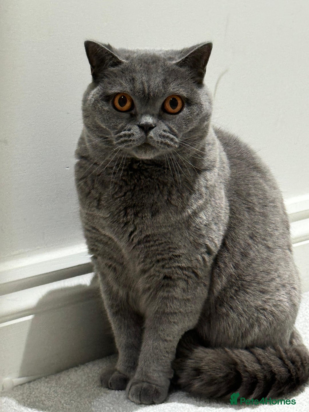 British Shorthair cats for sale: 5yo Elegant British Shorthair seeking Patient Home - Image 1