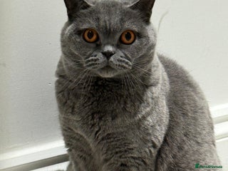 British Shorthair cats for sale - Advert 1