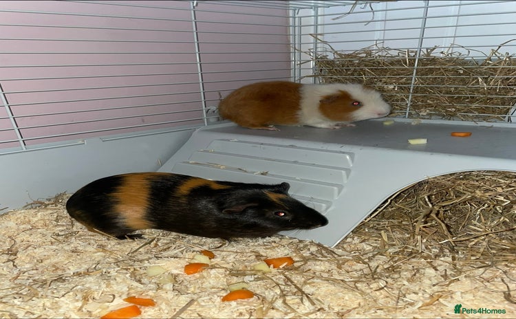 Guinea Pig rodents - Advert 1