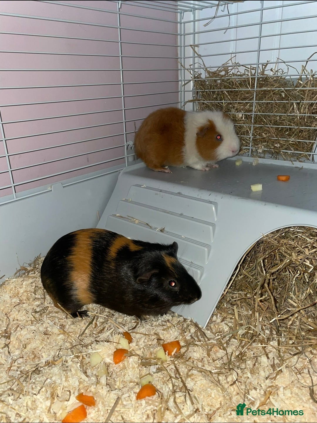 Guinea Pig rodents for sale: 2 male Guinea pigs and set up - Image 1