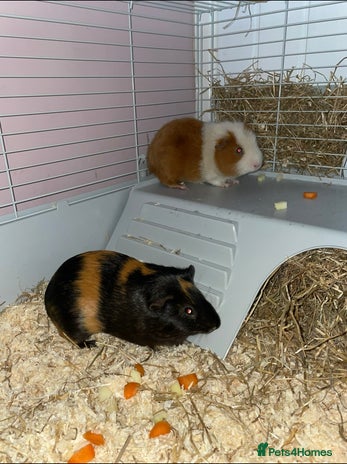 Guinea Pig rodents - Advert 10