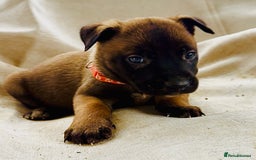 Belgian Shepherd Dog dogs for sale: Skye x Nines very last litter ever! 3B &7G  - Image 24